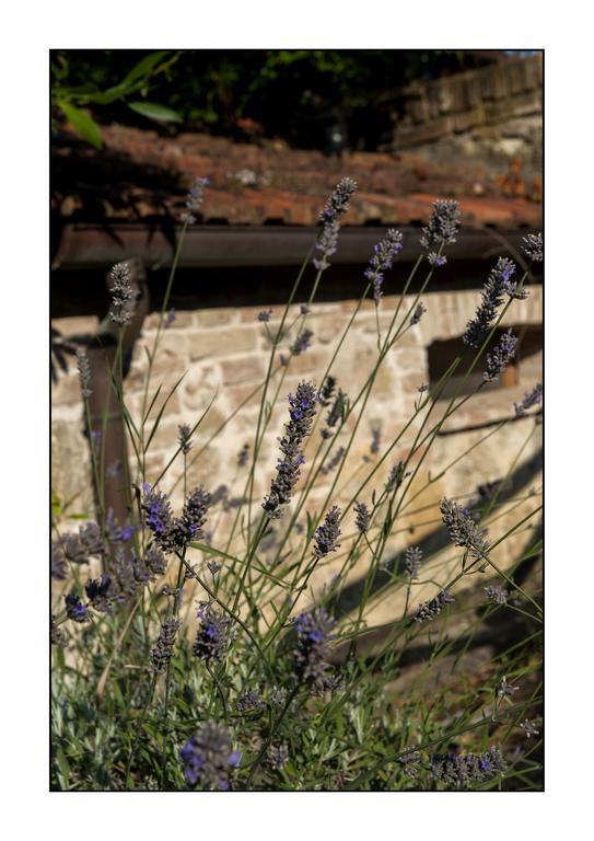 B&B Casale Virgili Siena Exterior photo